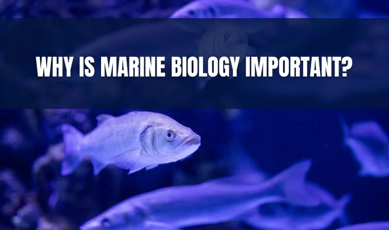 Why is Marine Biology Important?
